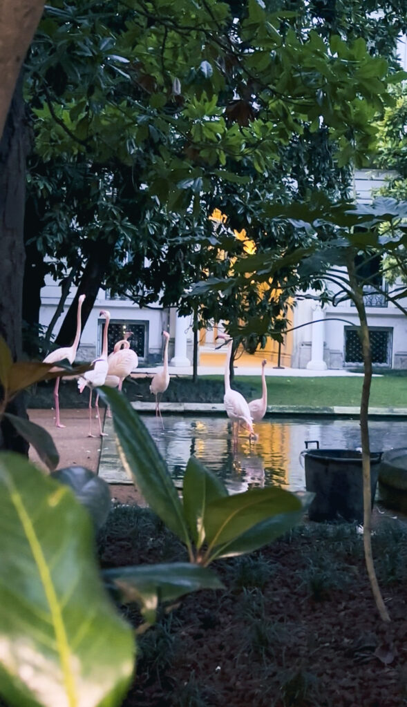 Pink flamingos walking in the garden of Villa Invernizzi, Milan